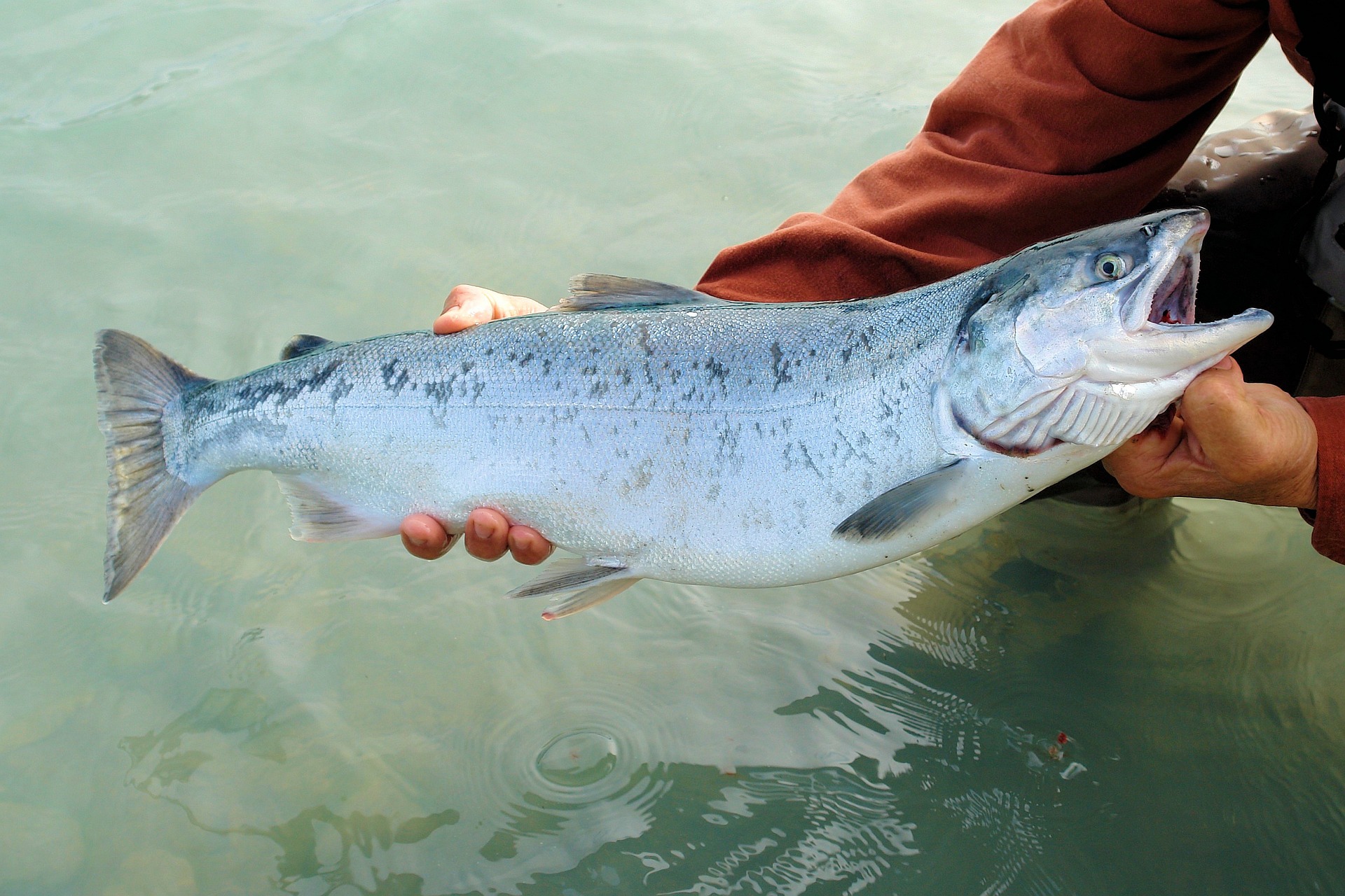 A salmon like those you can find during Park City spring vacations.